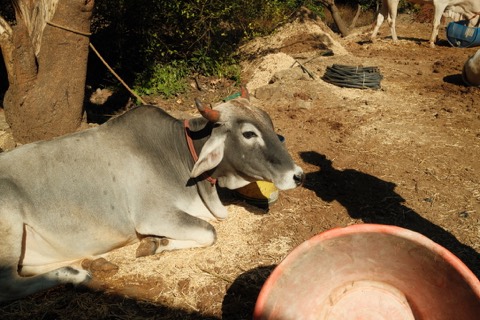 India, frame 11
